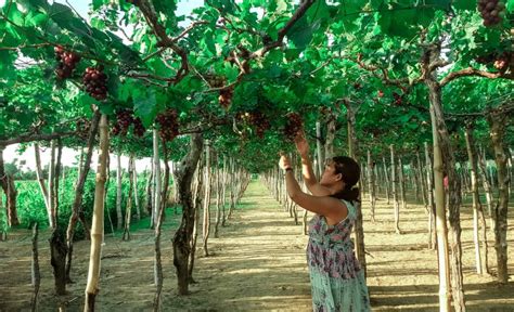 HOW TO GET TO LA UNION GRAPE FARM - Pinay Solo Backpacker