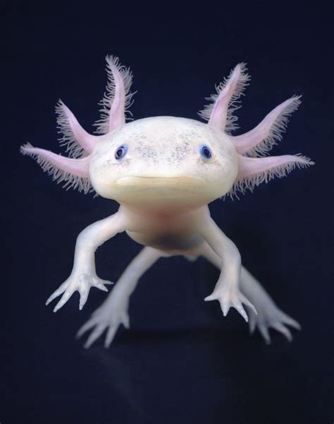 Axolotl Wallpapers - Top Free Axolotl Backgrounds - WallpaperAccess