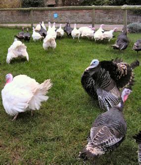 Free-range turkey | Recipes Wiki | Fandom