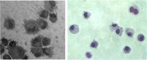 Dendritic Cells | British Society for Immunology