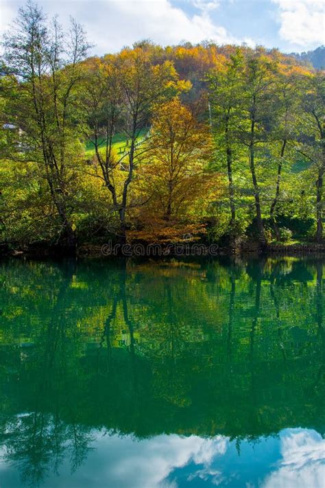 Reflection of the Trees in the Water Stock Photo - Image of reflection, leaf: 137021584