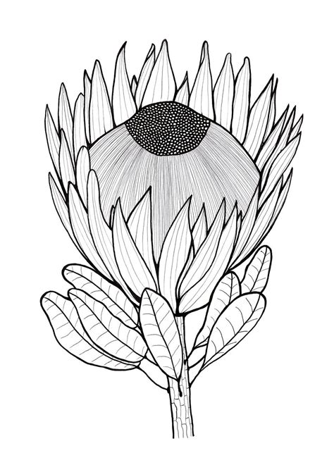 Glorious Protea Flowers to Color | Protea art, Flower drawing, Flower ...