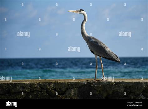 Big hungry crane bird standing on a pier and hunting for a small fish to eat Stock Photo - Alamy