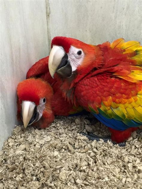 Macaw Birds For Sale | Columbus, OH #288121 | Petzlover