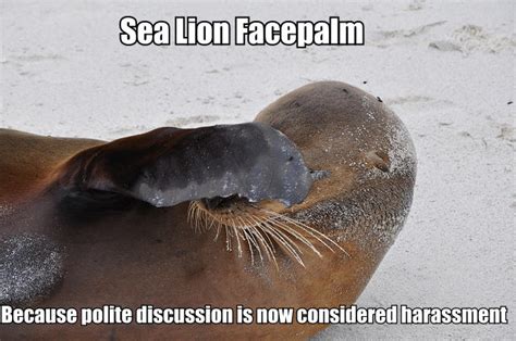 Sea lion facepalm | Sea-Lioning | Know Your Meme