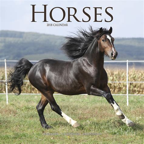 Horses Calendar 2018 30122-18 | Horses | Animals