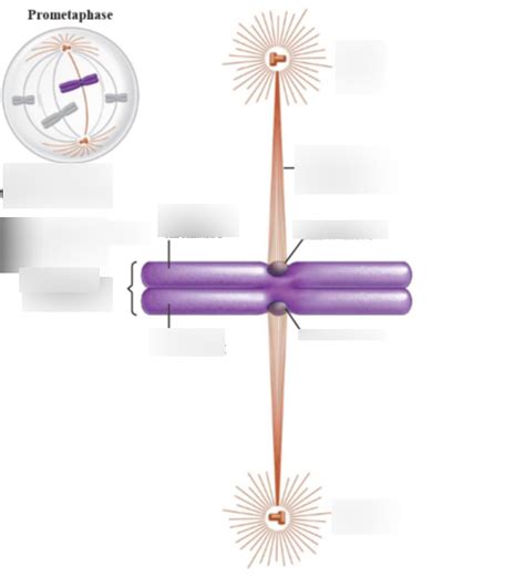 Prometaphase Diagram | Quizlet