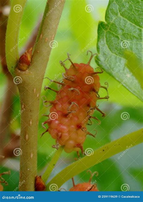 Mulberry Fruit, a Cluster Composed of Several Small Drupes that are Green or Reddish when ...