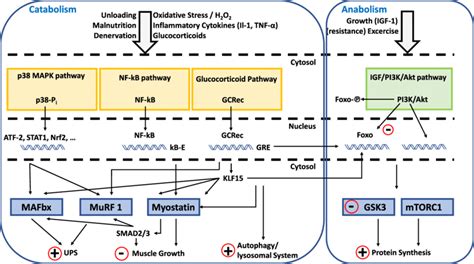 Major signaling pathways influencing synthesis and breakdown of muscle... | Download Scientific ...