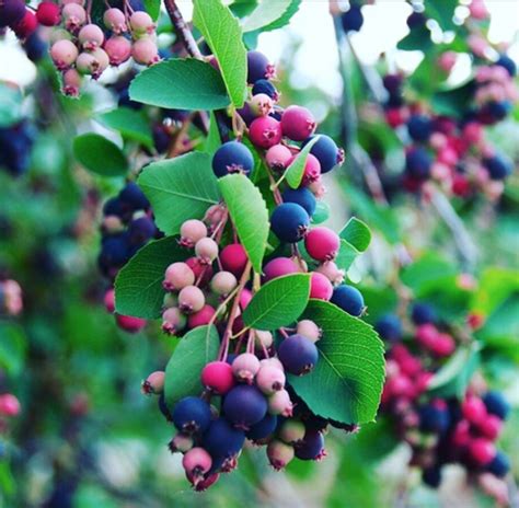 What Are Saskatoon Berries and How Can I Eat Them?