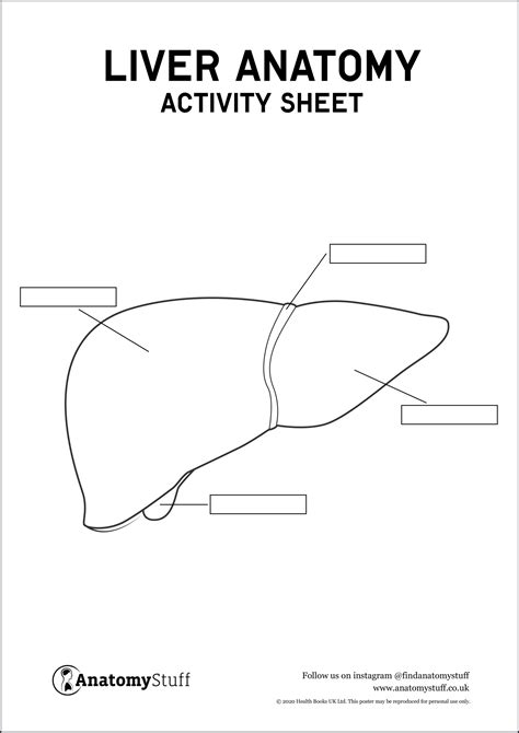 Liver Anatomy Activity Sheet PDF