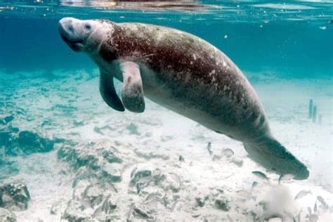 What Do Manatees Eat? 9 Foods In Their Diet - A-Z Animals