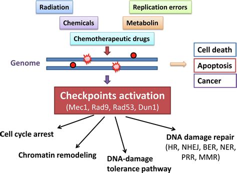 DNA damage checkpoint and repair: From the budding yeast Saccharomyces cerevisiae to the ...