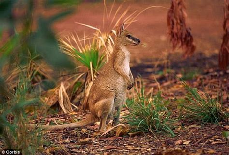 Return of the wallabies: Pictures prove that Aussie marsupials have hopped back from oblivion ...