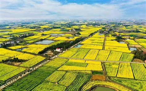 Rapeseed flowers help bring prosperity to countryside in Shayang, C China's Hubei - People's ...