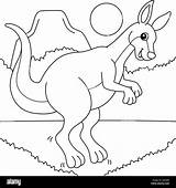 Kangaroo Animal Coloring Page For Kids Stock Vector Image & Art  Alamy sketch template