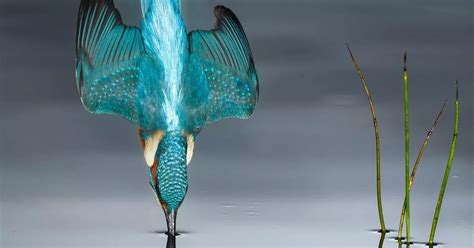 Stunning image of kingfisher flawlessly diving into a river steals photography judges' hearts ...