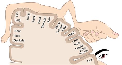 Somatosensory Homunculus