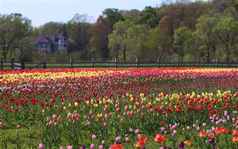 tulips, field, flowers Wallpaper, HD Nature 4K Wallpapers, Images and ...