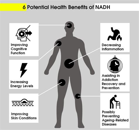 NADH: Biological Importance, Supplements, Natural NAD Boosters