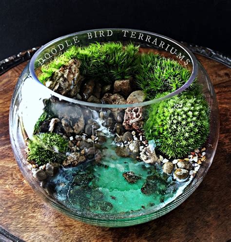 Ocean Scene Bowl Terrarium with Live Plants | Etsy | Terrarium, Garden terrarium, Beautiful ...