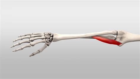 Pronator Teres Muscle Origin, Insertion, Function, Exercise- Mobile