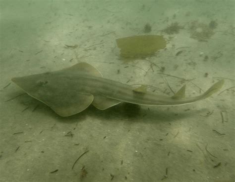 Shovelnose Guitarfish | California Sea Grant