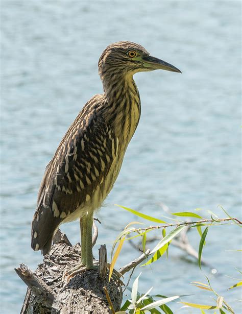 Juvenile Black-Crowned Night-Heron Photograph by Elizabeth Waitinas - Fine Art America