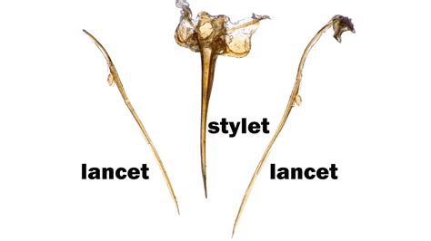 Ant Stinger Injects Venom at 1,000 Frames per Second - Nature TTL