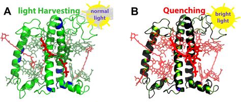 Let There be Light: The Case of the Major Light Harvesting Complex II: Gauss Centre for ...