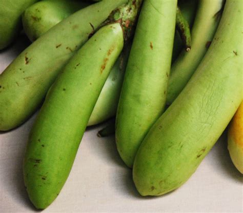 Thai Green Eggplant Seeds