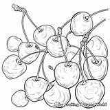 Cherry Coloring Pages  Free & Printable sketch template