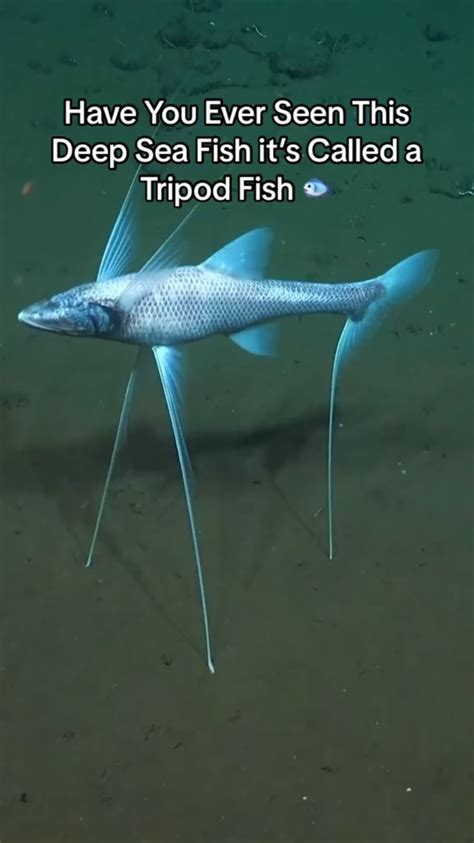 The tripod fish : r/Fish