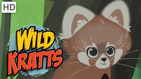 Wild Kratts - Discover Pandas and More Bears! - YouTube