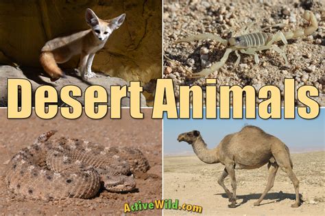 Desert Animals List With Pictures & Amazing Facts