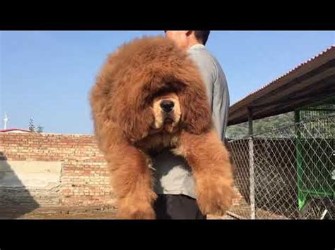 LION HEAD TIBETAN MASTIFF PUPPIES AVAILABLE DIRECT IMPORT. 9910504304 ...