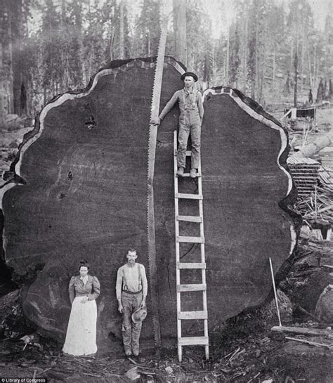 One more giant sequoia cut - Old Pictures