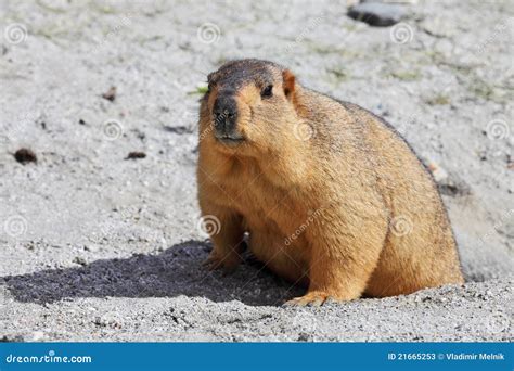 Himalayan marmot stock image. Image of nature, animal - 21665253