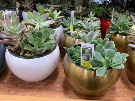 Trader Joe's Has Succulents Starting at $3 and So Much More for Spring!