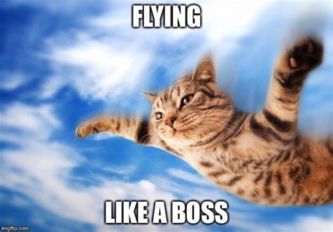 Flying-cat Memes - Imgflip