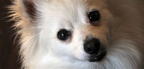 Discover the Adorable Pomchi Dog Breed