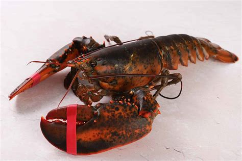 Maine Lobster 2lb (Hard Shell) - Pine Tree Seafood