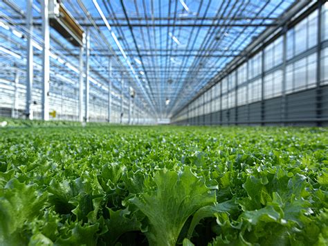 Greenhouse Lettuce Producer Revol Greens Lands $68M in Funding