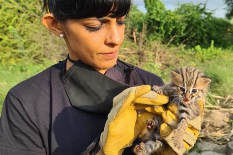 Learnings from rehabilitating the world's smallest wild cat