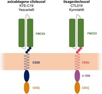 Evaluating CD19 CAR expression levels