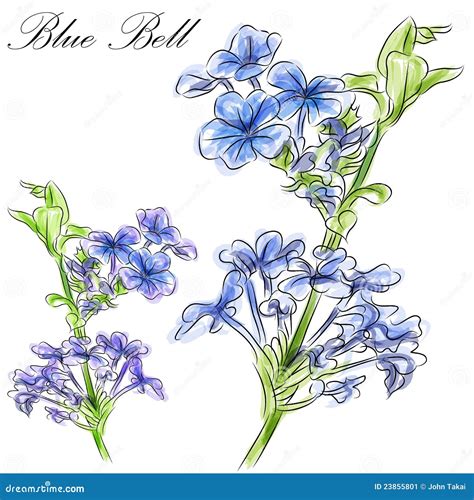 Blue Bell Flower Stock Image - Image: 23855801