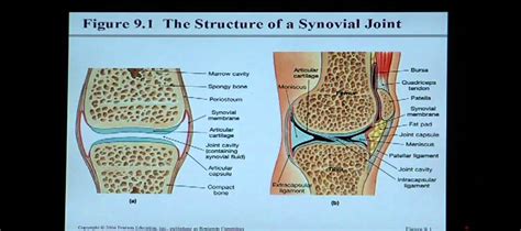 Anatomy and Physiology Help: Chapter 9 Articulations - YouTube