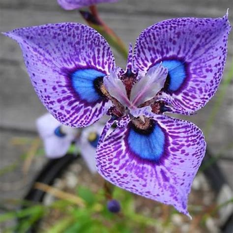 200 seeds Phalaenopsis Butterfly Orchid Seeds Flower | Etsy