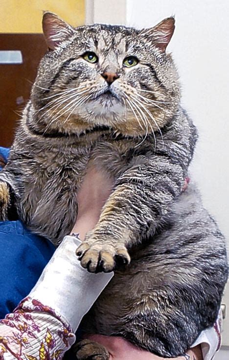 File:Fat-cat.jpg - Uncyclopedia, the content-free encyclopedia