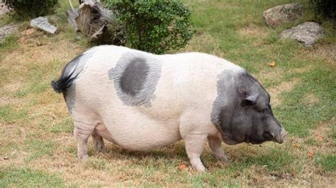 6 Best Pig Breeds for Meat in the World